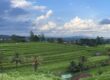 jatiluwih bali