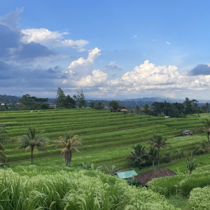 jatiluwih bali