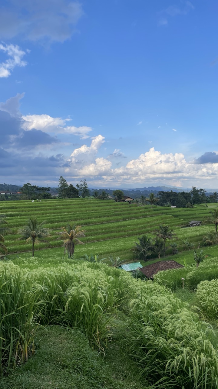 jatiluwih bali